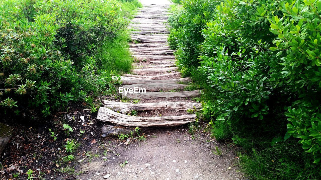 NARROW WALKWAY AMIDST TREES