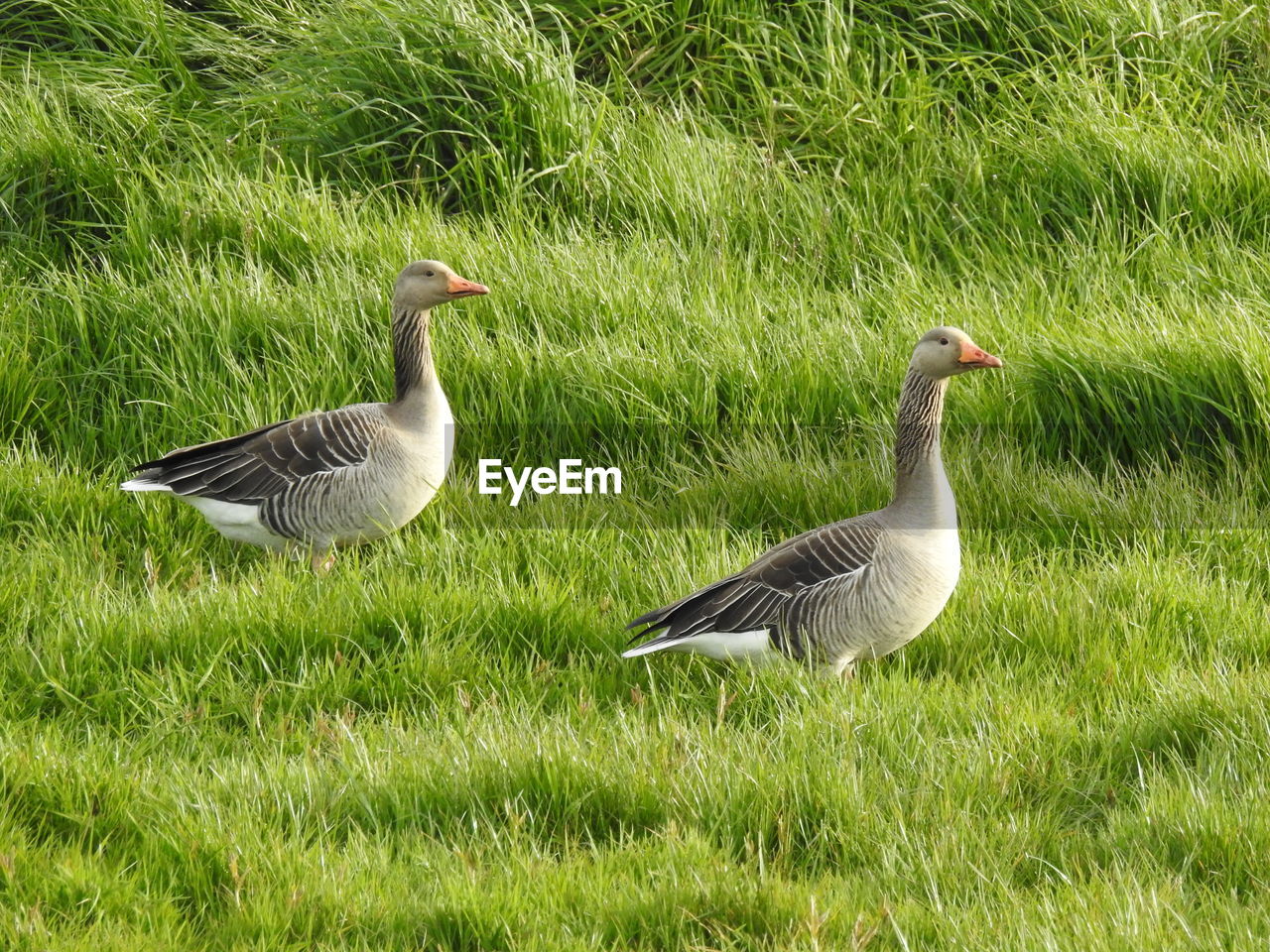 Greylag geese on grassy field