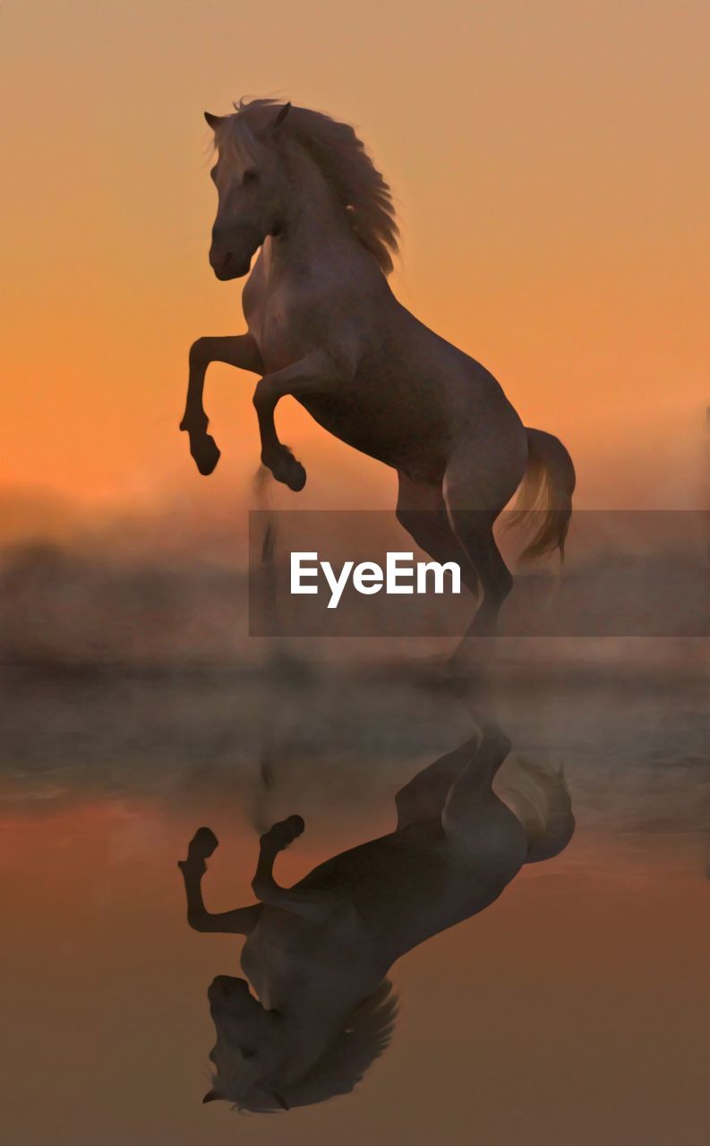 View of horse in sea during sunset