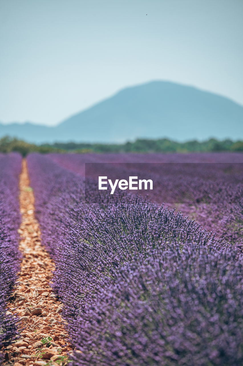 PURPLE FLOWERING PLANTS ON FIELD DURING RAINY DAY