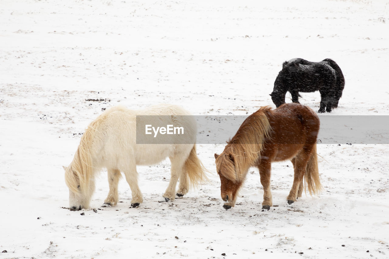 Wild icelander horses at winter