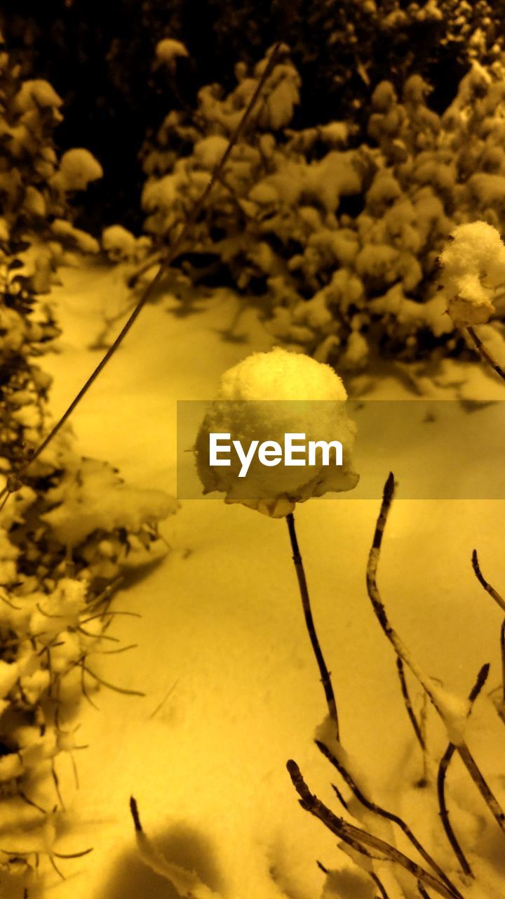 CLOSE-UP OF YELLOW FLOWER AGAINST TREE