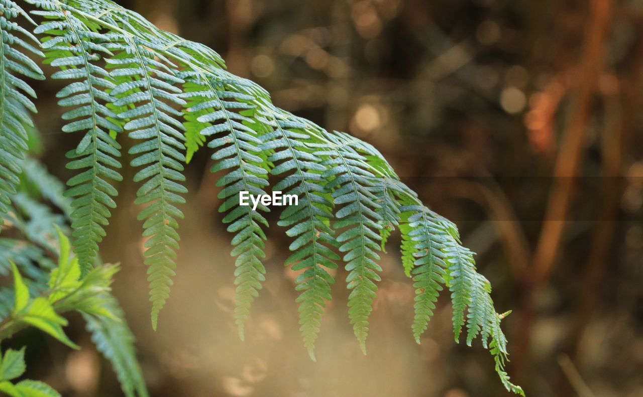 green, plant, ferns and horsetails, nature, forest, fern, leaf, plant part, growth, beauty in nature, tree, close-up, flower, branch, jungle, no people, land, macro photography, pinaceae, outdoors, vegetation, rainforest, day, plant stem, selective focus, environment, coniferous tree, pine tree, sunlight, tranquility, focus on foreground, frond, botany