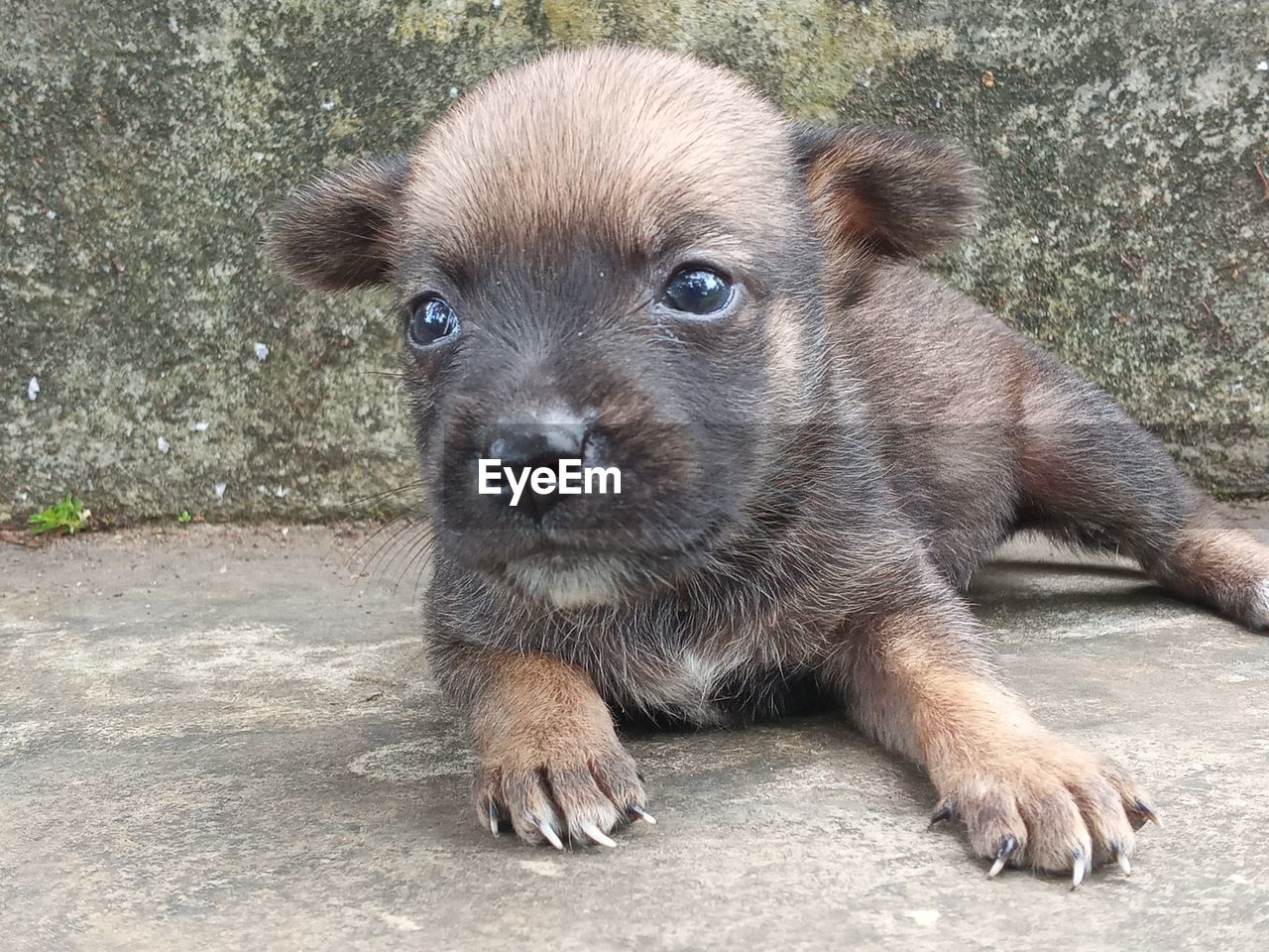 animal themes, animal, one animal, mammal, dog, pet, portrait, canine, domestic animals, looking at camera, no people, young animal, carnivore, puppy, day, brown, terrier