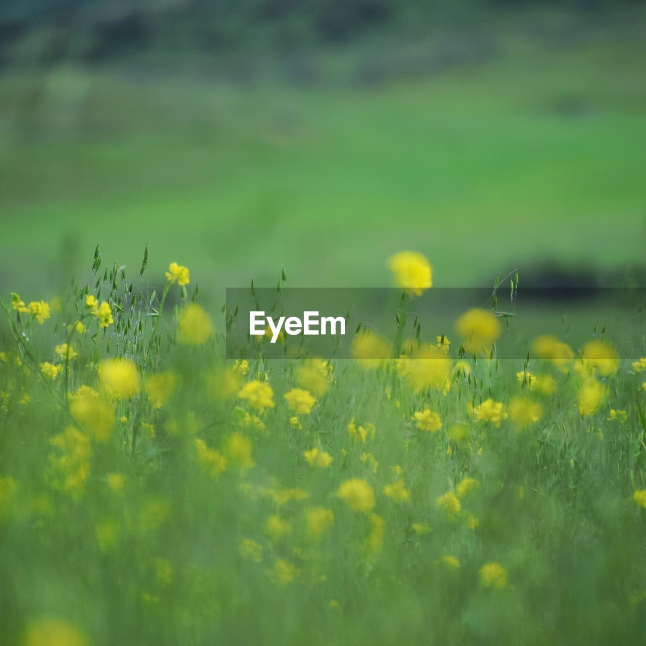 YELLOW FLOWERS GROWING ON FIELD