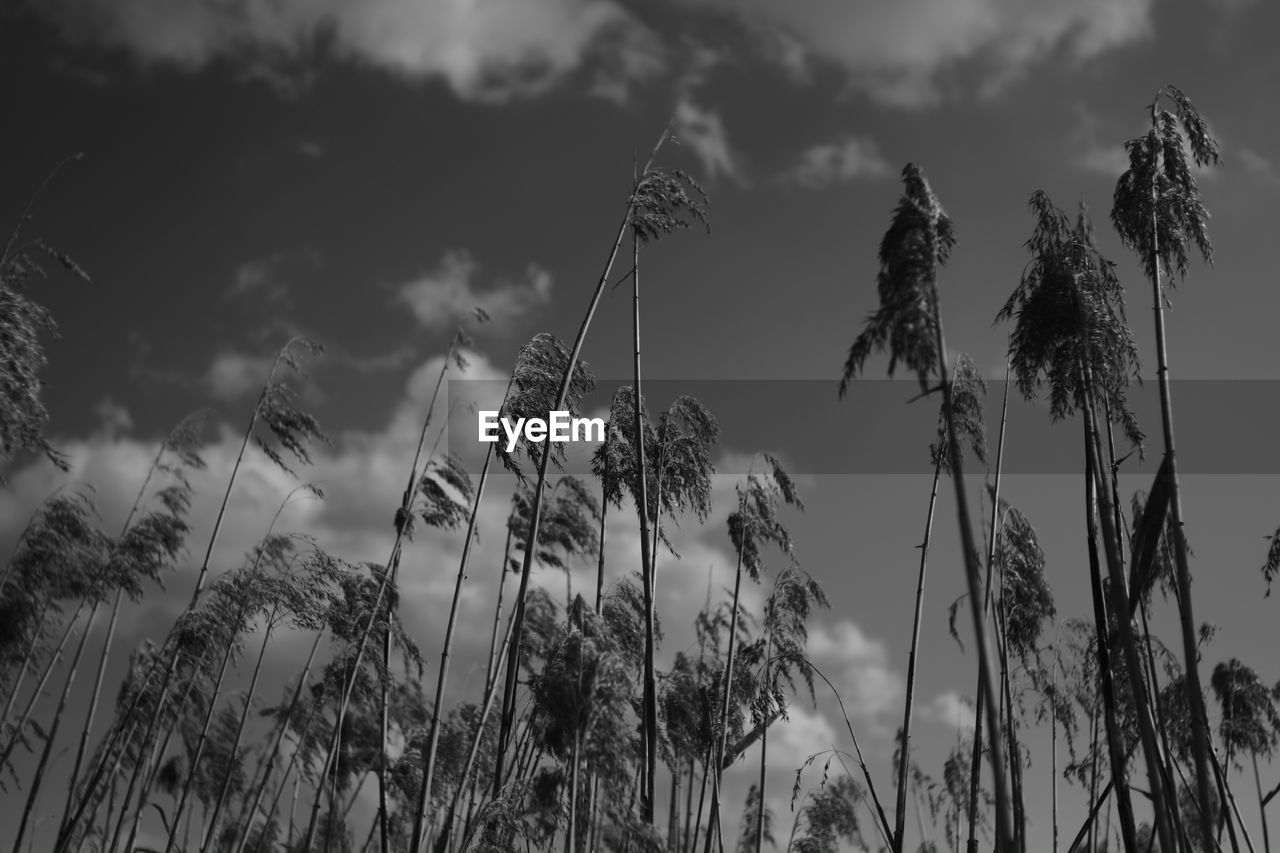 Low angle view of trees against sky