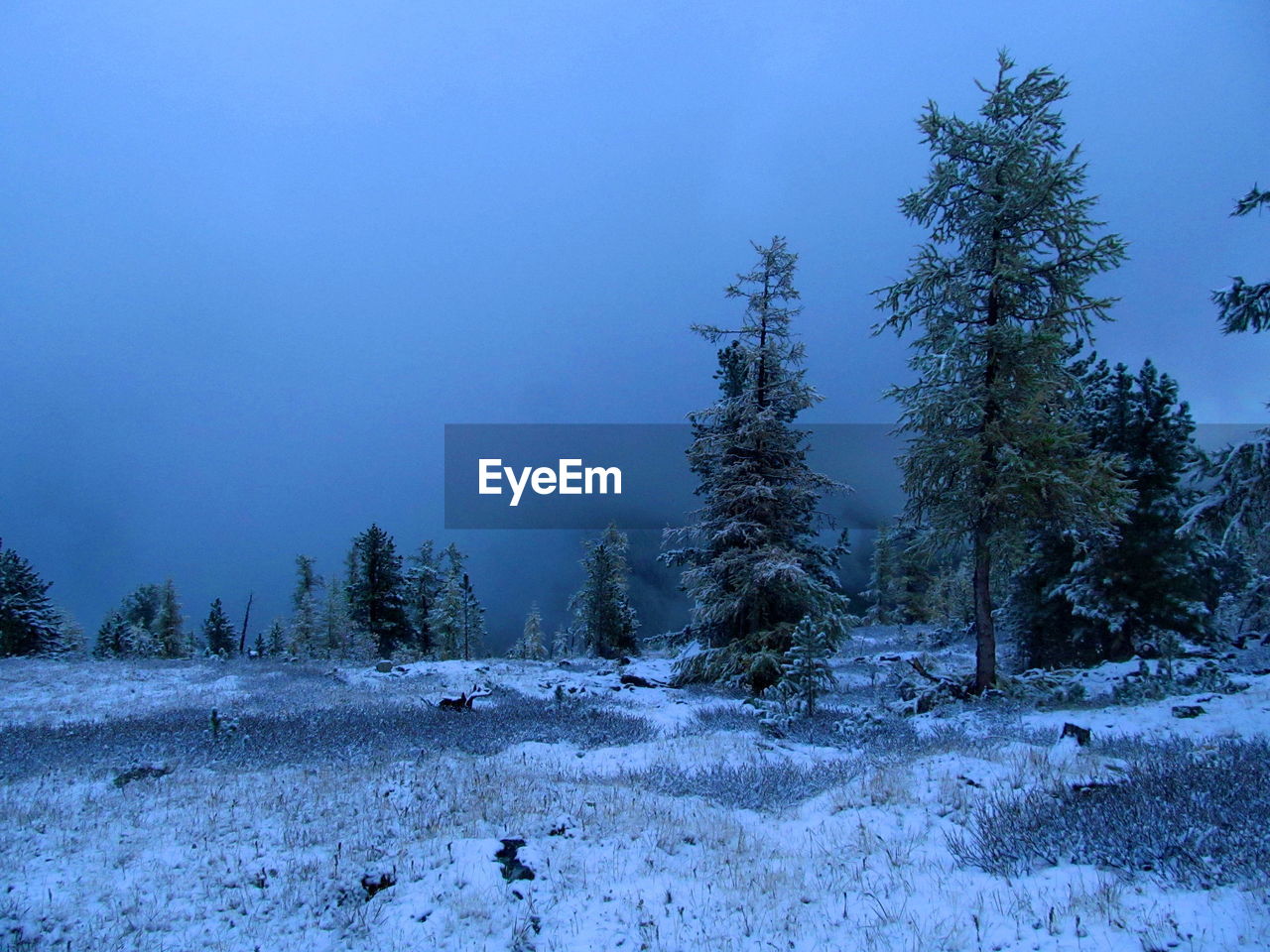 Trees on snow covered field against sky