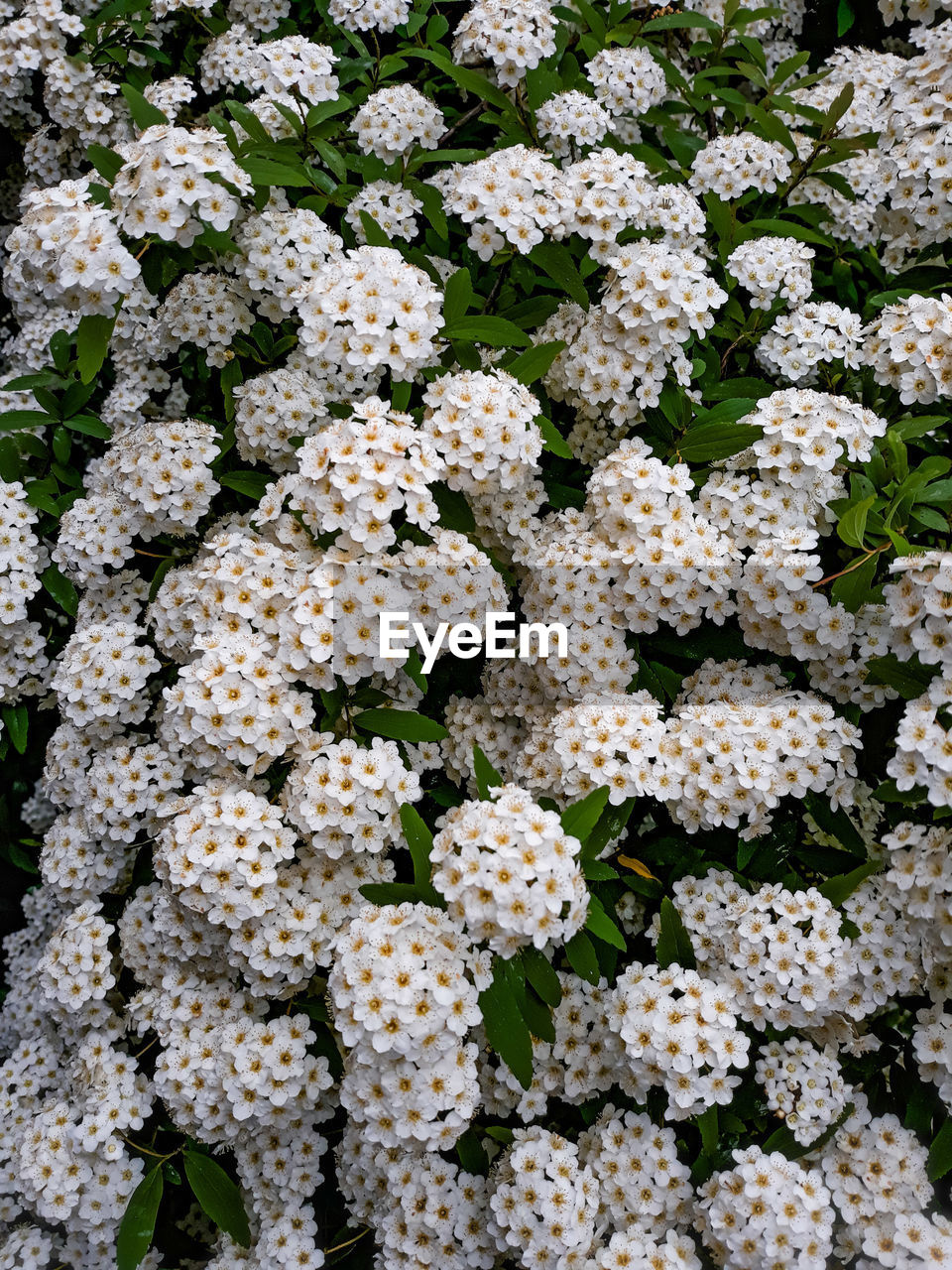 Full frame shot of white flowering plants