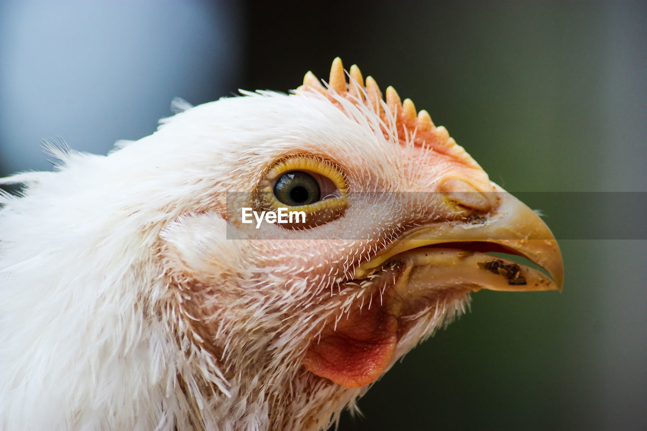 Close-up of bird chicken 