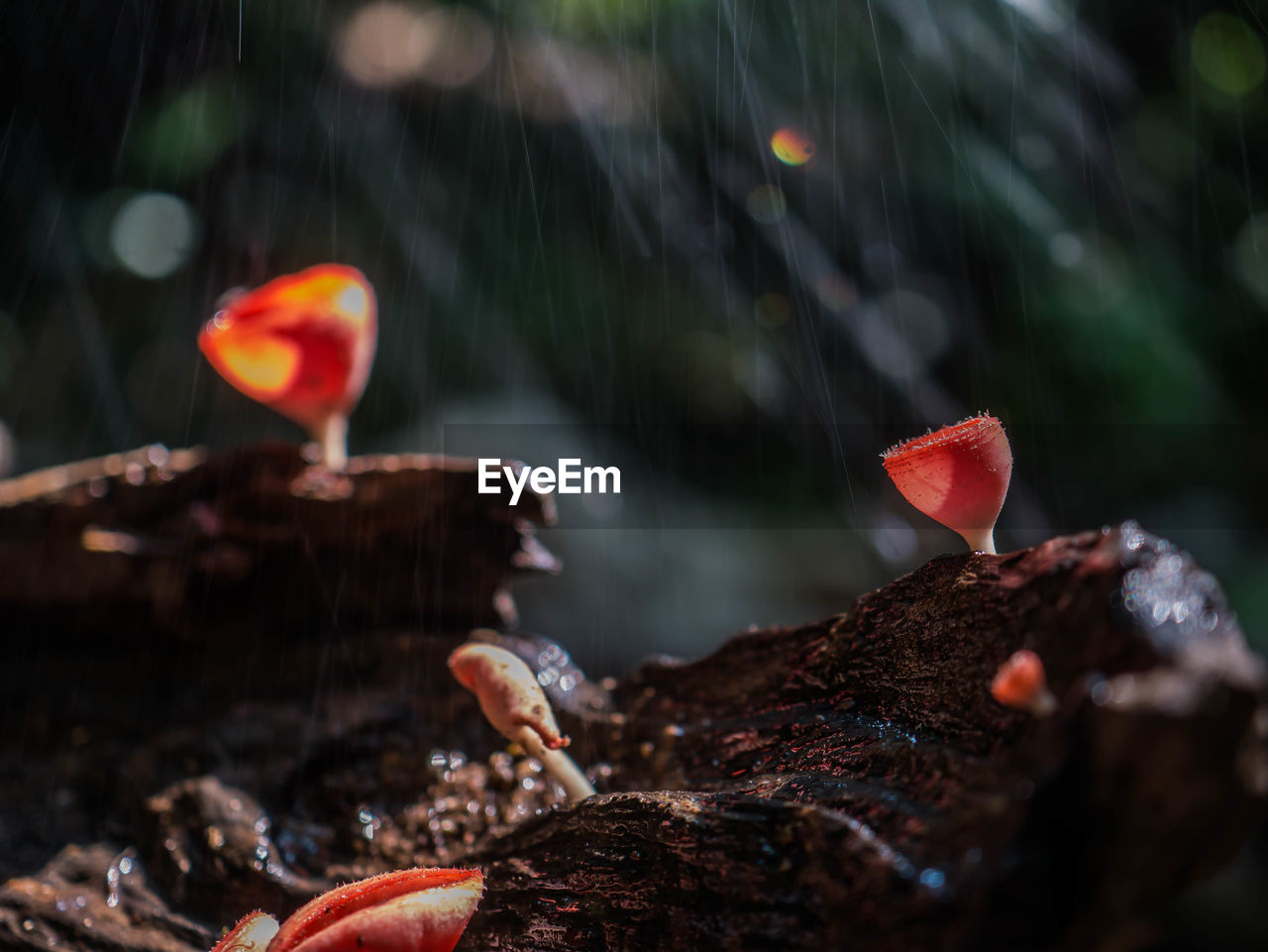 Take a picture of a cute mushroom in the forest.