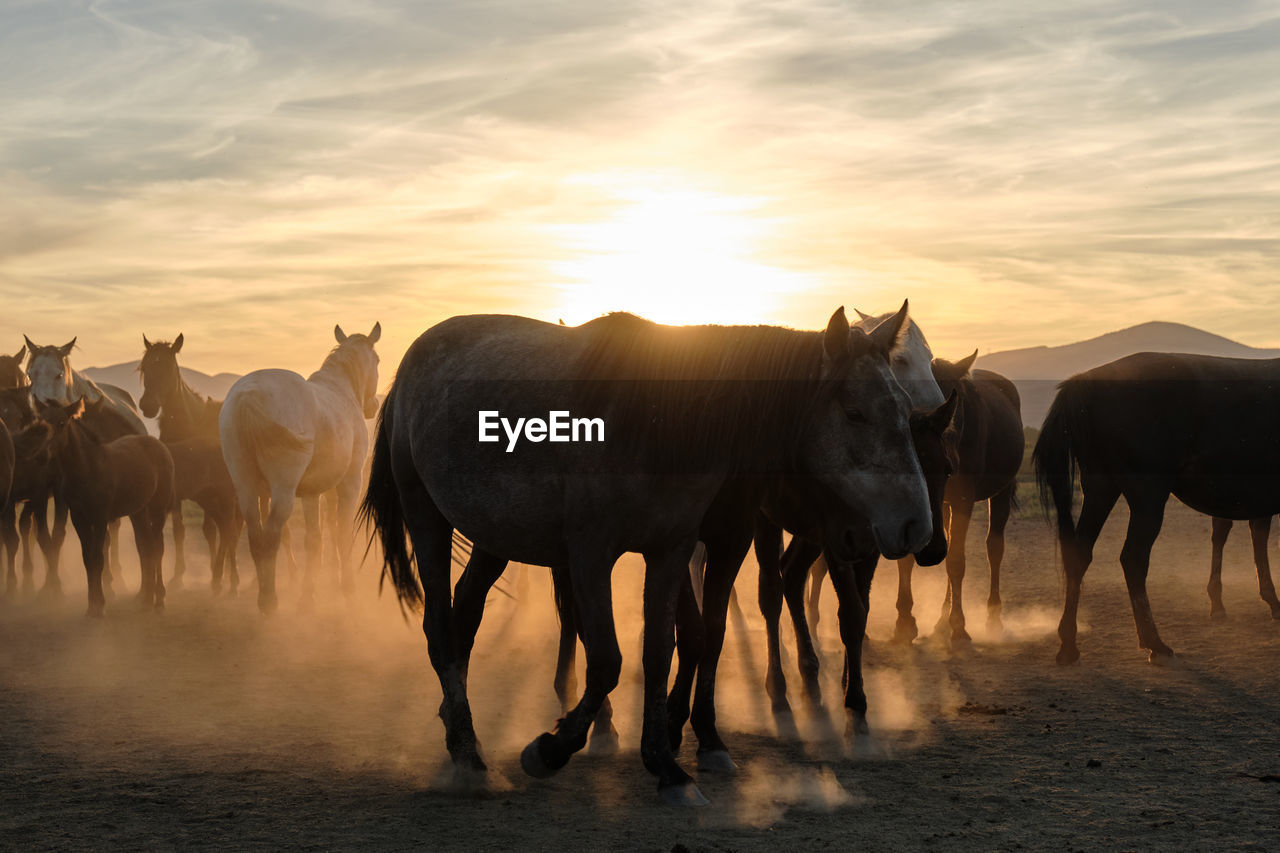 cows grazing on field against sky during sunset