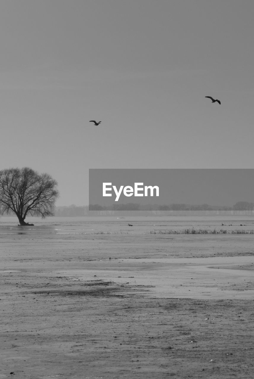 BIRDS FLYING OVER SNOW COVERED LANDSCAPE