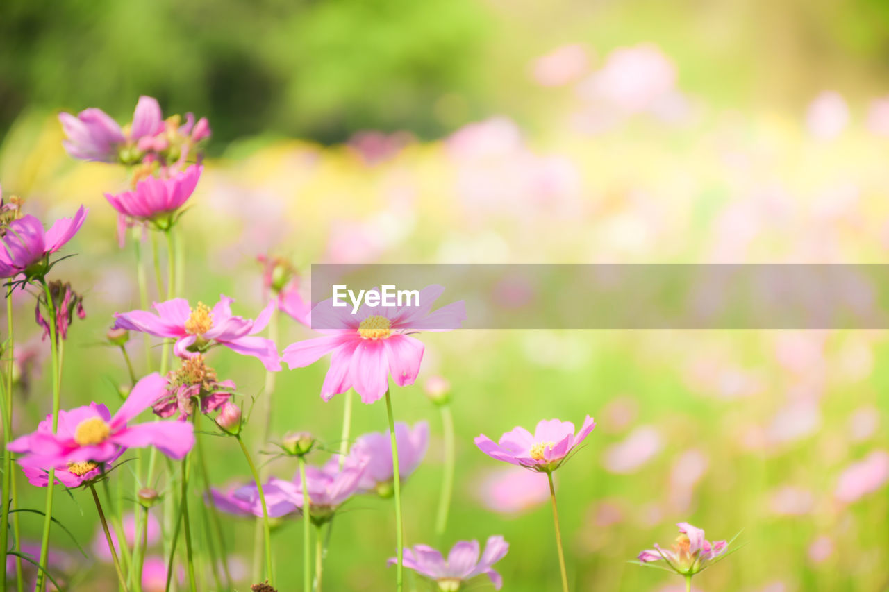 CLOSE-UP OF PINK COSMOS FLOWERS