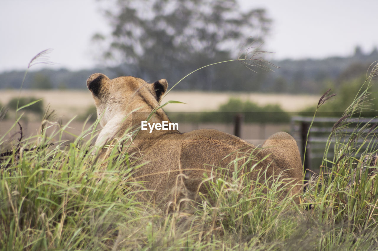 Rear view of lioness sitting on field