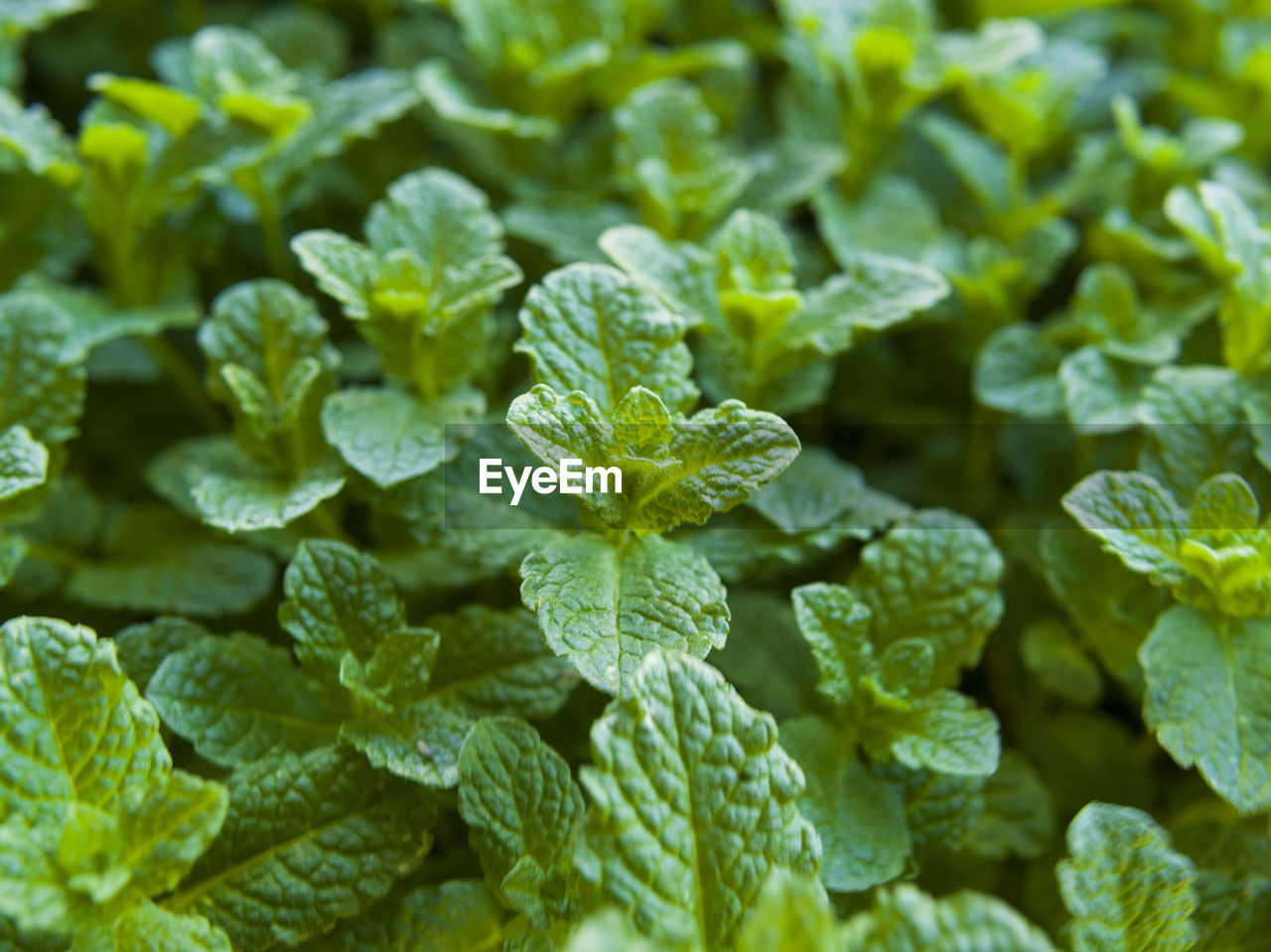 food and drink, food, vegetable, green, freshness, plant, healthy eating, leaf, plant part, nature, herb, growth, flower, close-up, no people, beauty in nature, backgrounds, wellbeing, full frame, leaf vegetable, agriculture, outdoors, produce, garden, water, healthcare and medicine, day, organic, kale, selective focus, vegetable garden