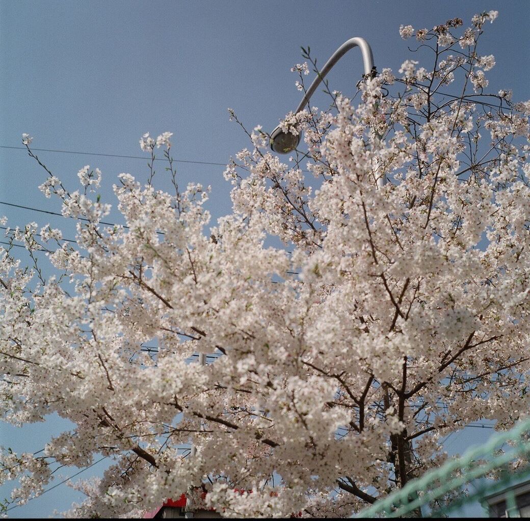 LOW ANGLE VIEW OF CHERRY TREE