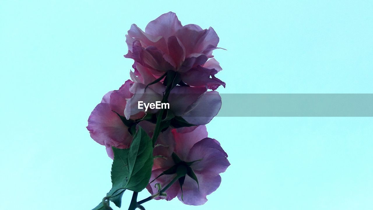 CLOSE-UP OF PINK FLOWER AGAINST CLEAR BLUE SKY