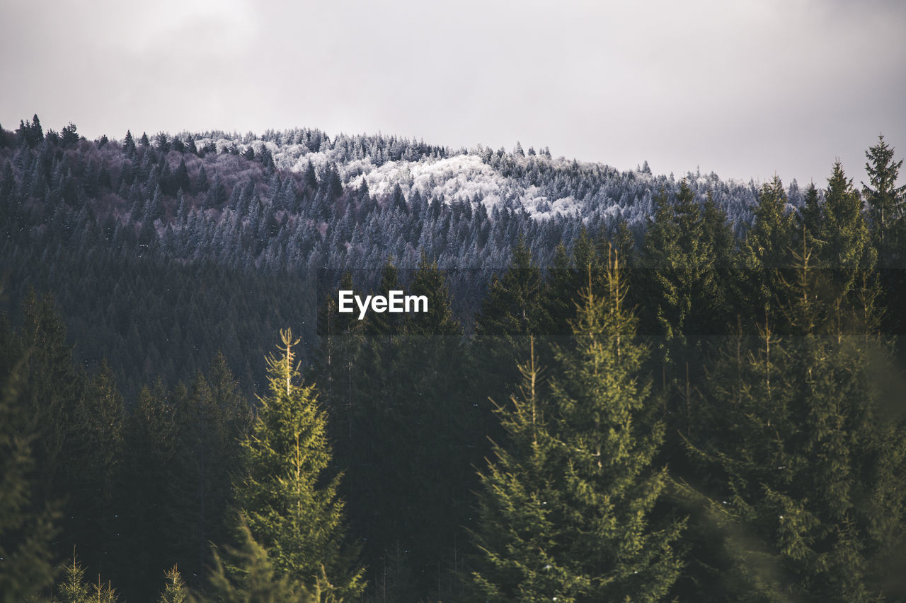 High angle view of trees against sky