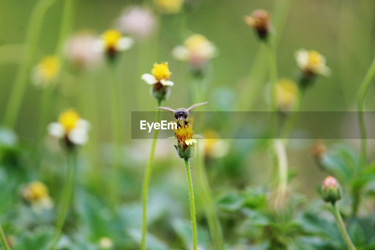 CLOSE-UP OF HONEY BEE ON YELLOW FLOWER