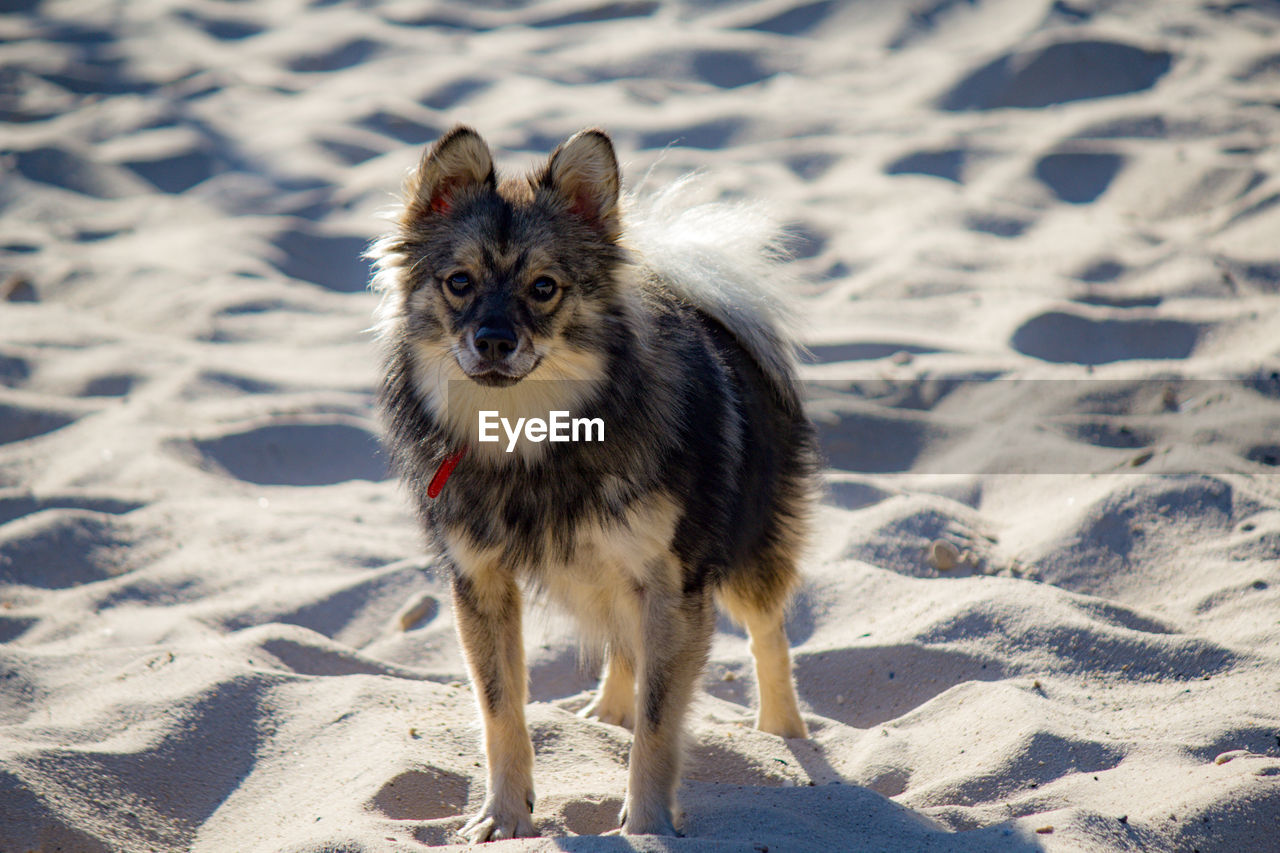 Portrait of dog on sand