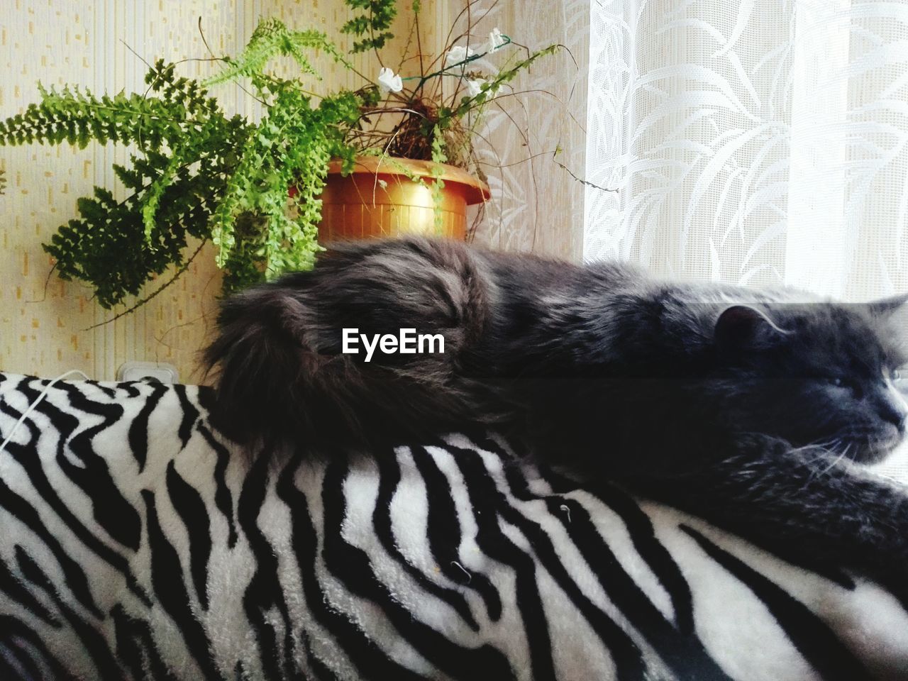 CAT RESTING ON TILED FLOOR