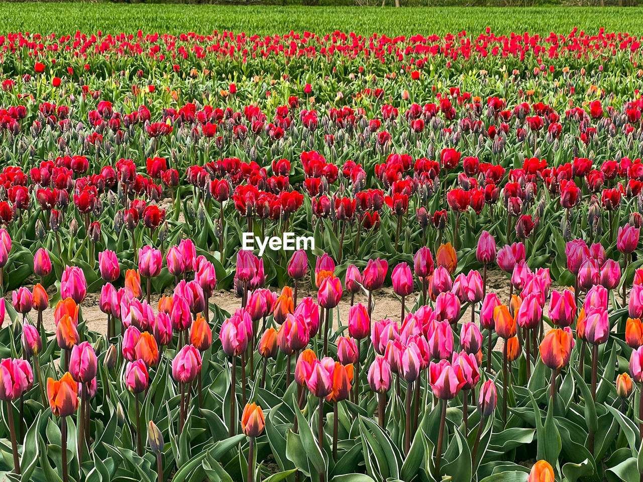 plant, tulip, flower, flowering plant, beauty in nature, freshness, growth, field, nature, land, red, fragility, flowerbed, abundance, landscape, no people, petal, multi colored, inflorescence, pink, flower head, day, springtime, environment, outdoors, rural scene, close-up, green, botany, tranquility, scenics - nature, vibrant color, agriculture, backgrounds, grass, blossom