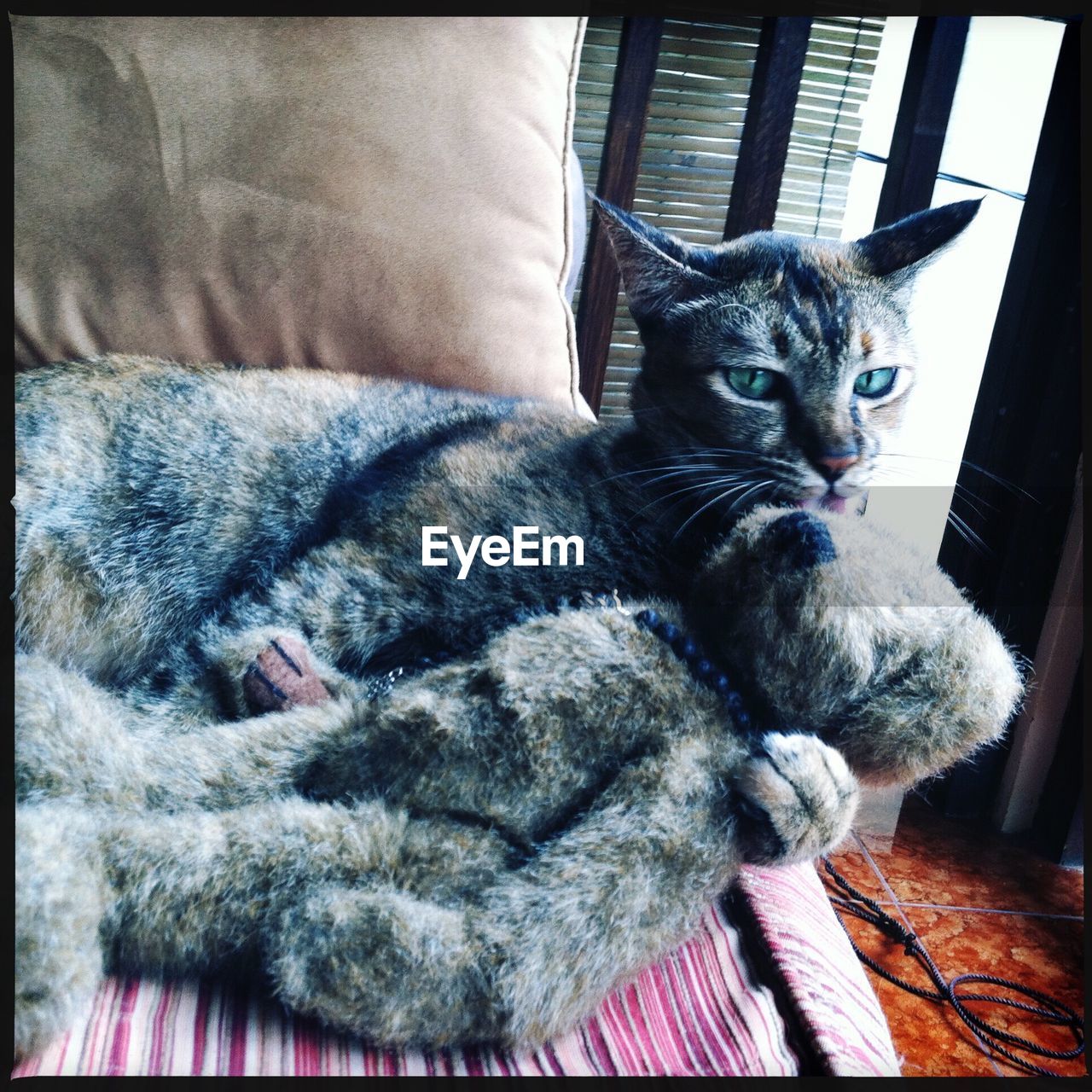 Close-up of cat lying on sofa