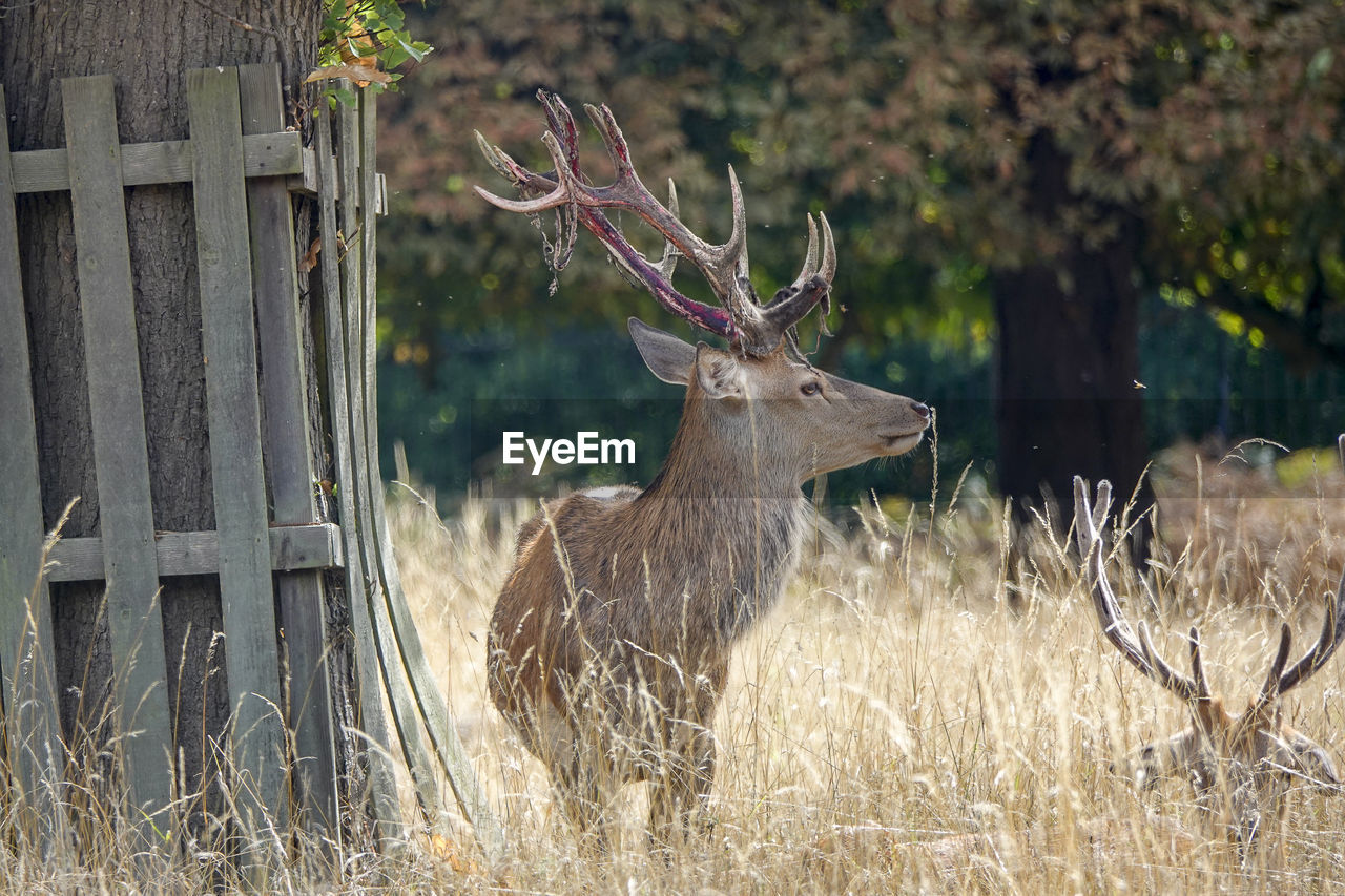 VIEW OF DEER STANDING ON FIELD