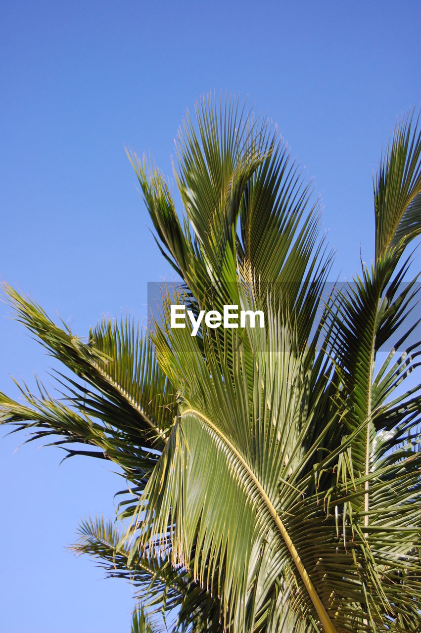 Low angle view of palm tree against clear blue sky