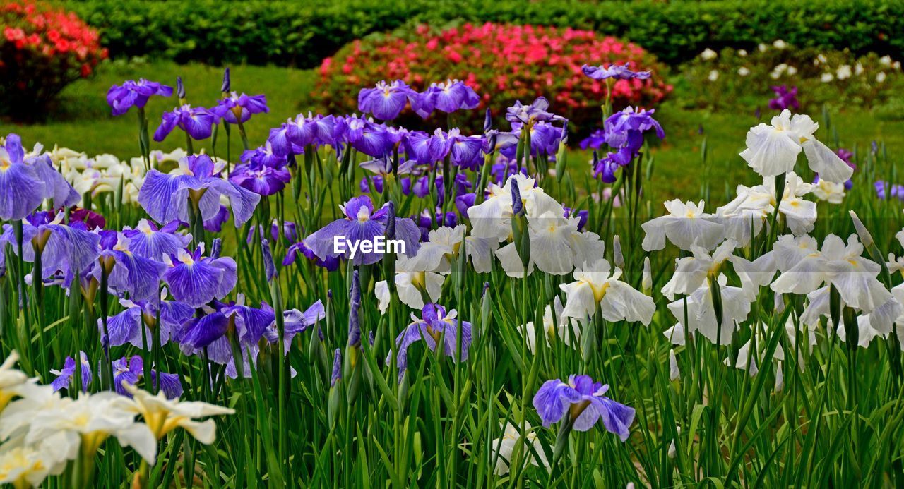 CLOSE-UP OF PURPLE CROCUS BLOOMING OUTDOORS