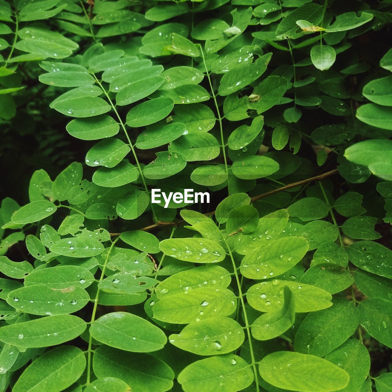 Full frame shot of wet leaves