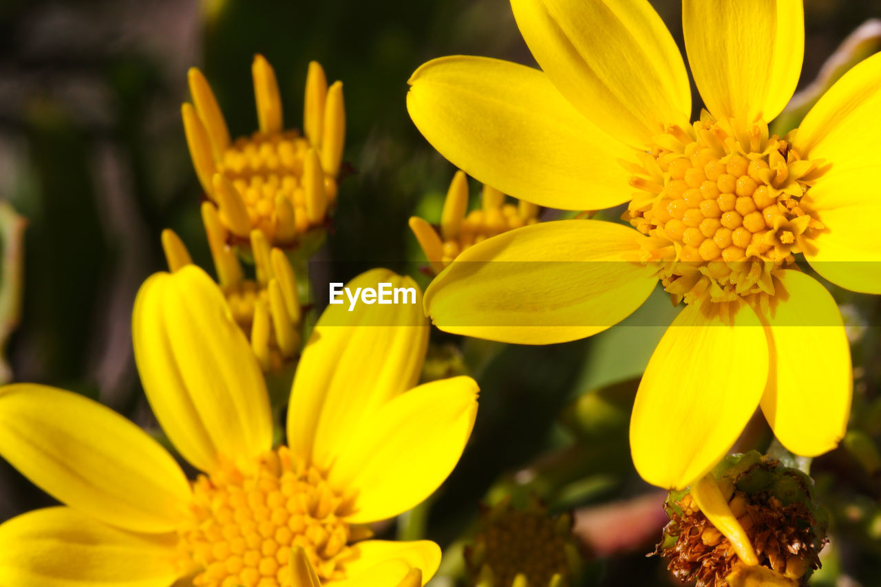 flower, flowering plant, plant, yellow, freshness, beauty in nature, flower head, close-up, petal, fragility, growth, nature, macro photography, inflorescence, no people, vibrant color, focus on foreground, springtime, blossom, wildflower, outdoors, pollen, botany, summer, macro, garden