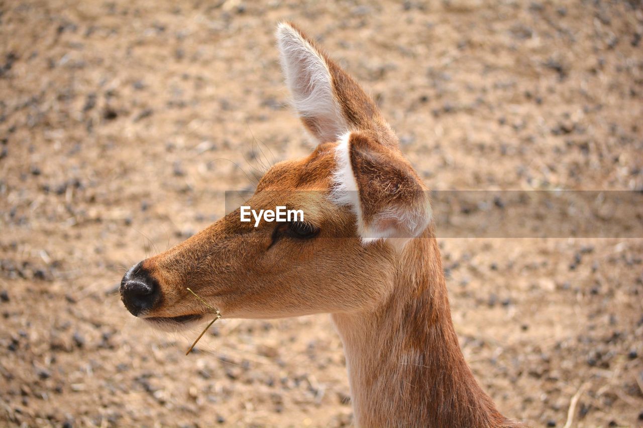 Close-up of a fawn