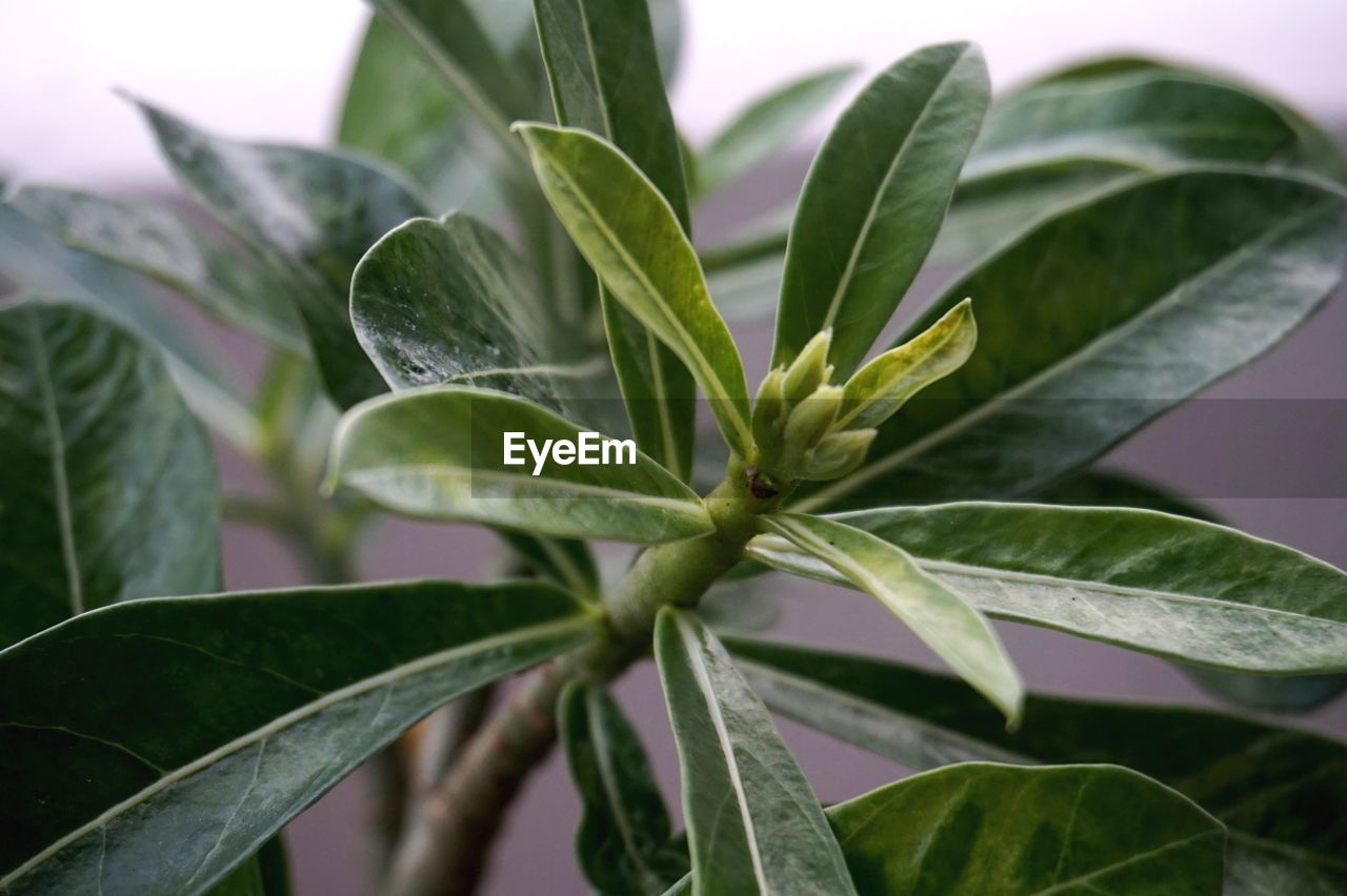 CLOSE-UP OF LEAVES