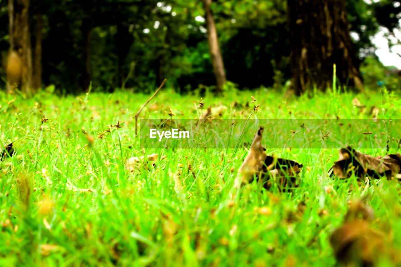 CLOSE-UP OF GIRAFFE ON GRASS