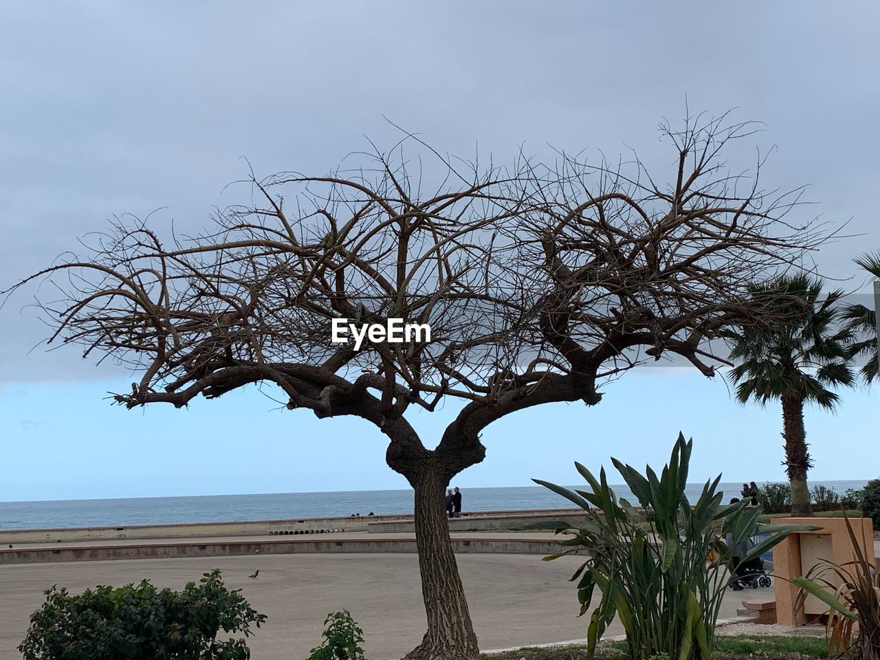 BARE TREE BY PLANTS ON BEACH AGAINST SKY