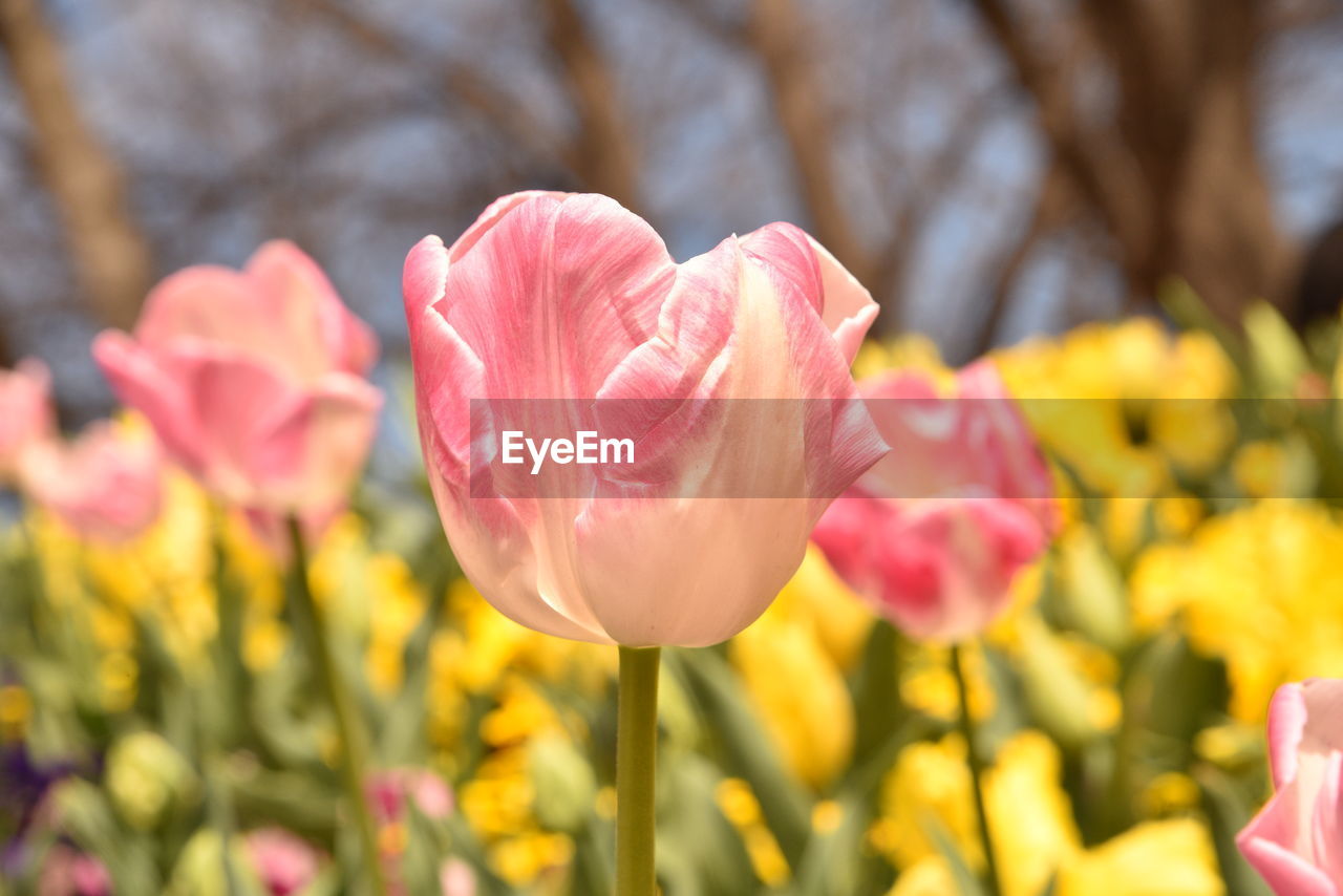 Close-up of pink tulip