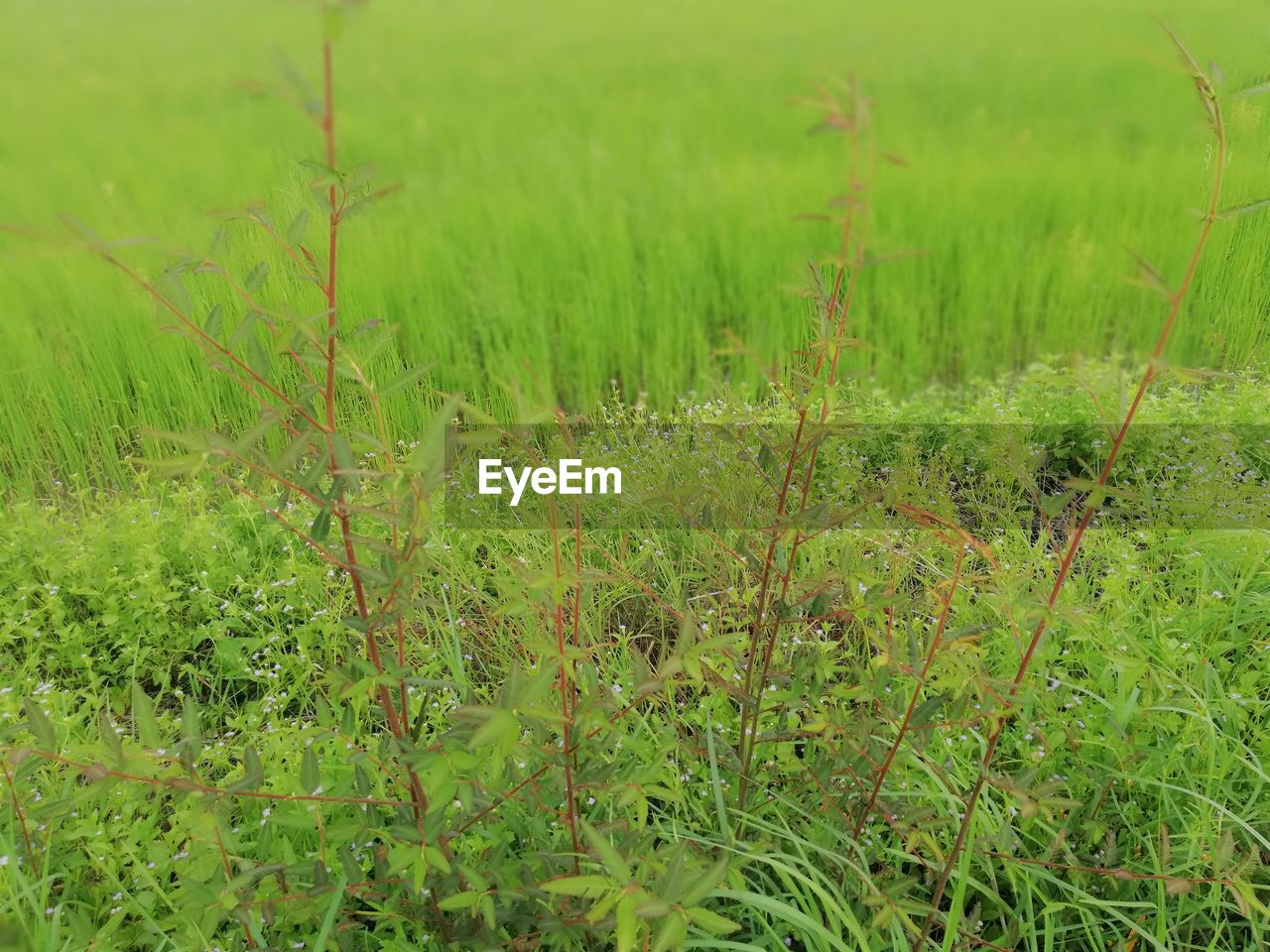 SCENIC VIEW OF FARM