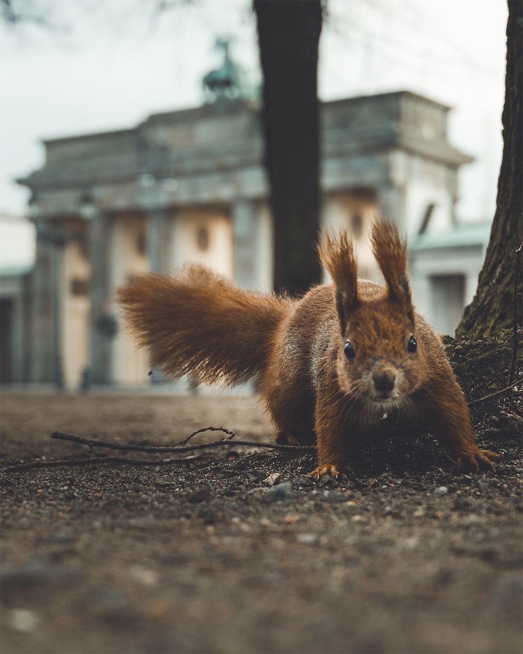 Close-up portrait of squirrel