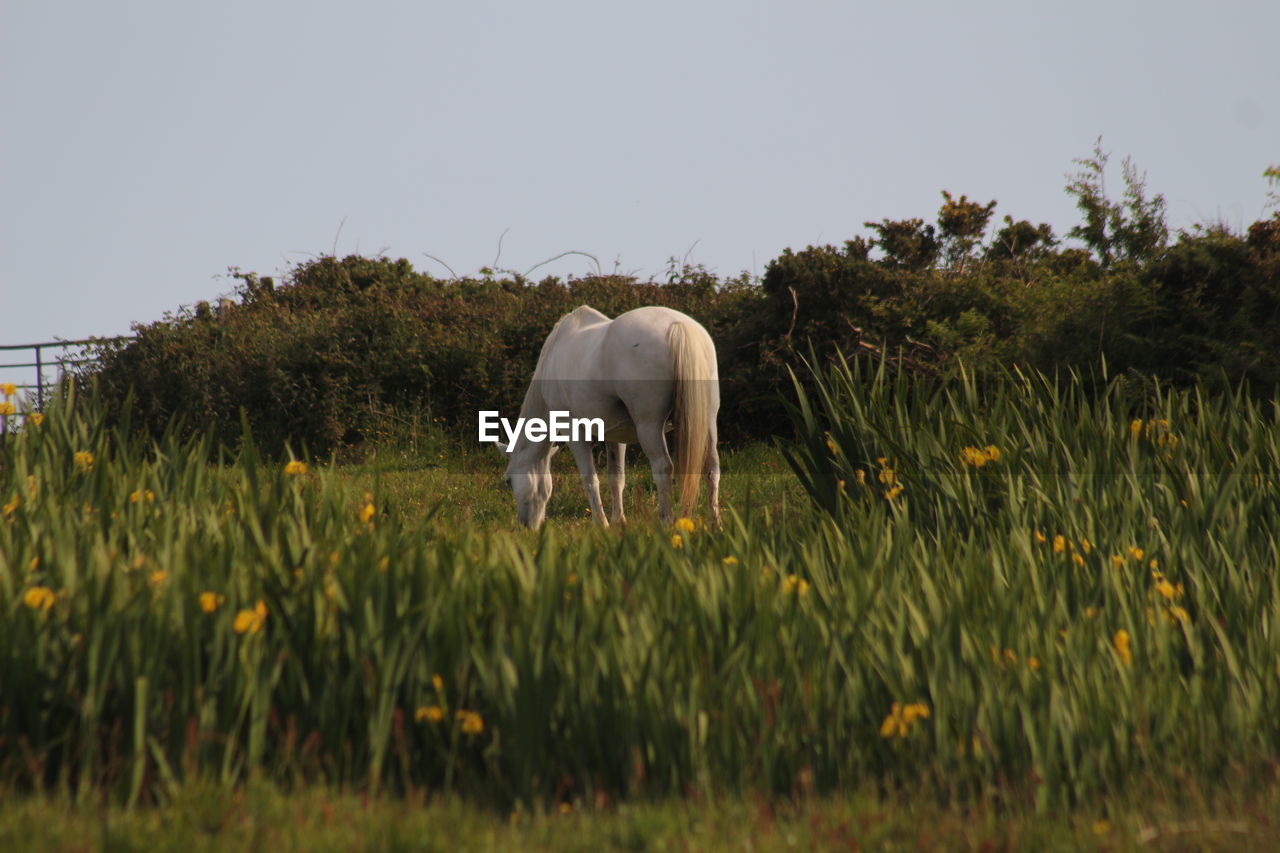 HORSE GRAZING IN FIELD