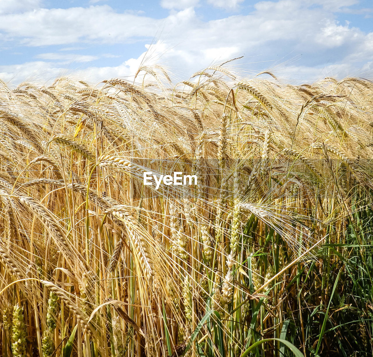 Close-up of wheat crops growing at farm