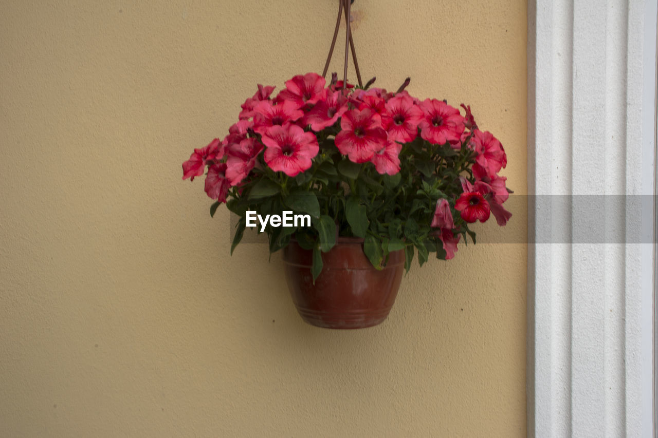 CLOSE-UP OF POTTED PLANT