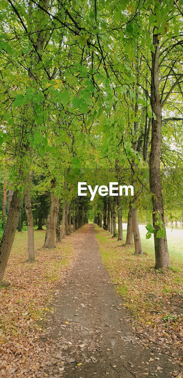 TREES ALONG PLANTS IN PARK