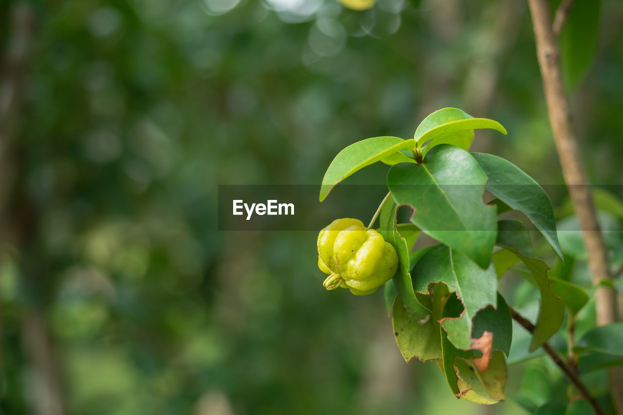 Close-up of fruit growing on plant