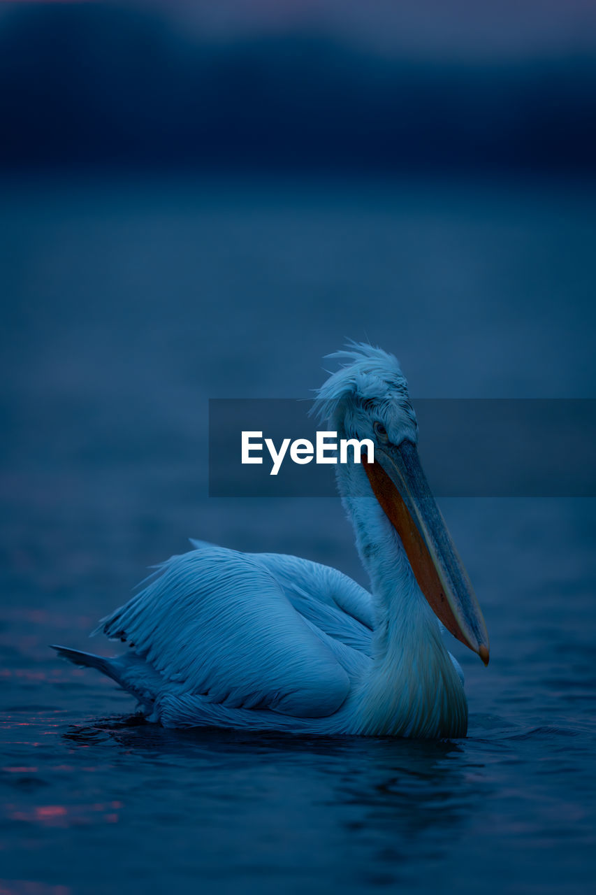 close-up of pelican on shore