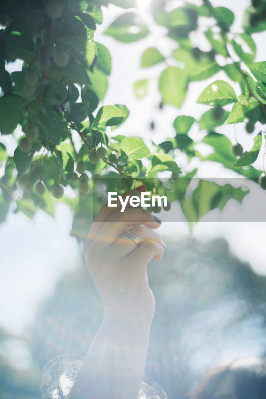 Cropped hand of woman holding branch during sunny day