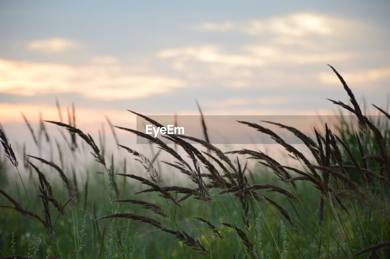 Close-up of grass growing in field against cloudy sky