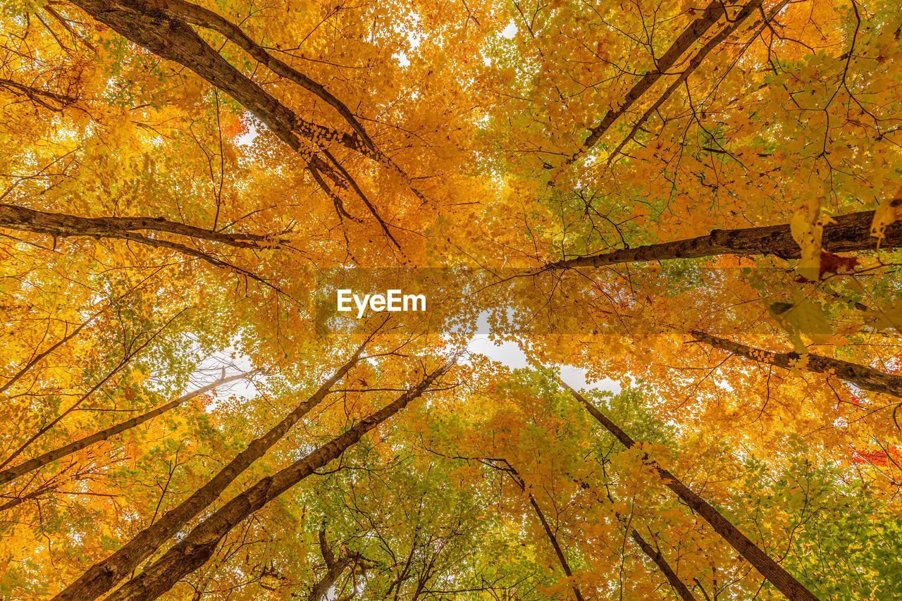 Low angle view of autumnal trees