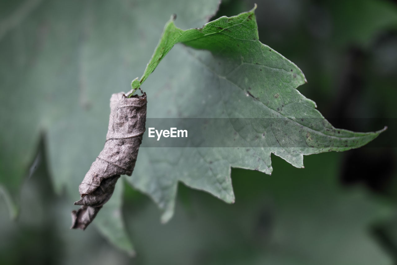 CLOSE-UP OF LEAF