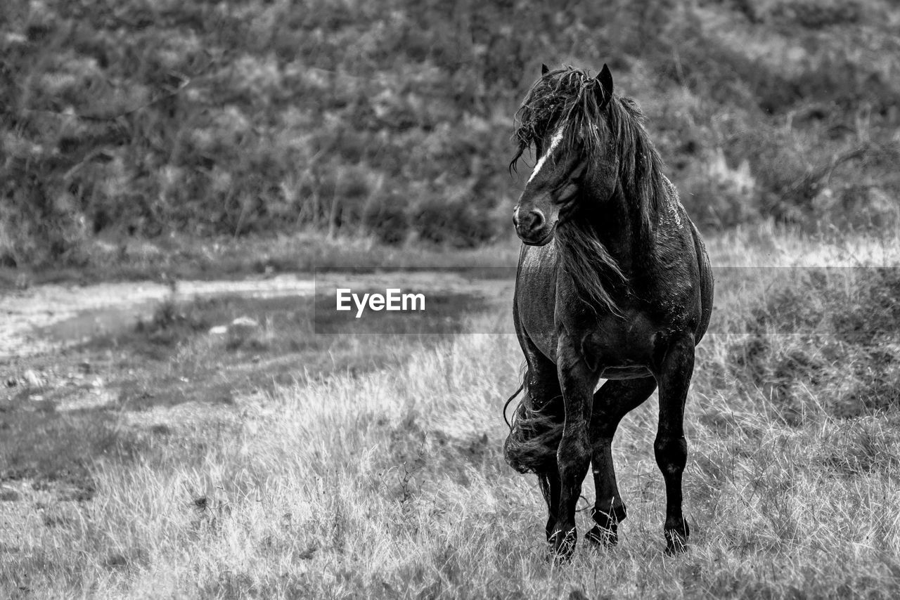 Wild horse. this horse and others in its herd have lived in the mountains for several generations